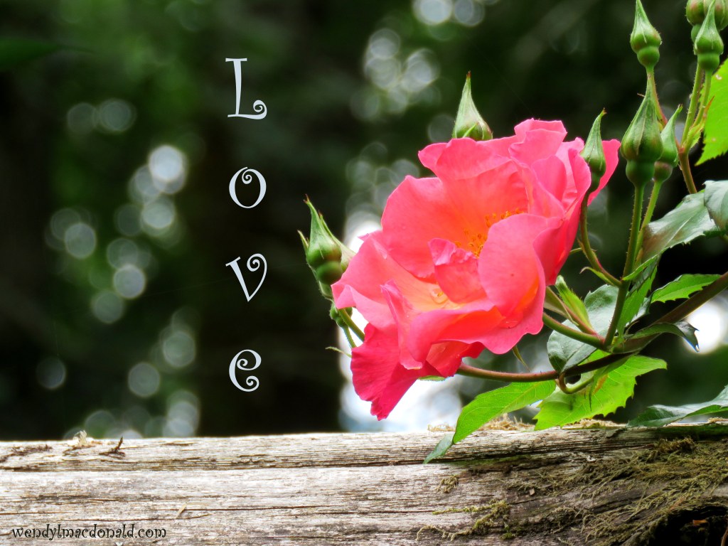 There She Goes Again #memoir wendylmacdonald.com