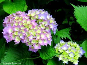 A Dear God Summer #Poem #mygarden wendylmacdonald.com