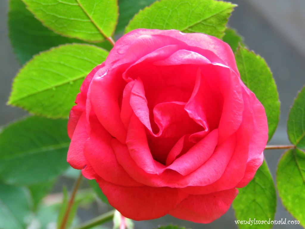 A Dear God Summer #Poem #mygarden wendylmacdonald.com