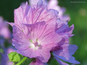 A Dear God Summer #Poem #mygarden wendylmacdonald.com