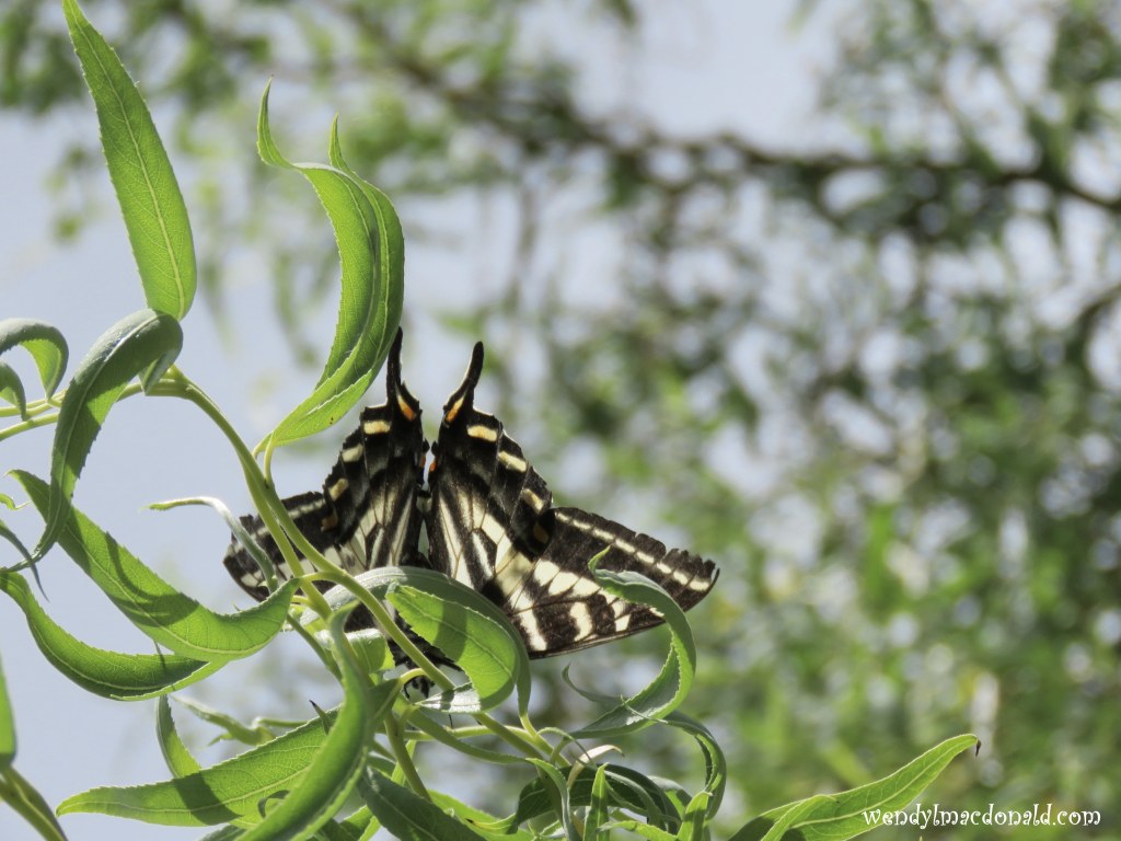 My Madame Butterfly Confession wendylmacdonald.com