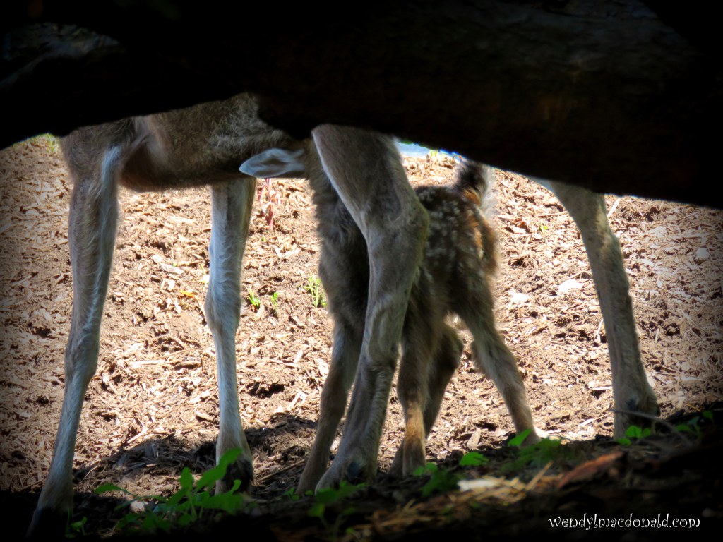 There She Goes Again #memoir wendylmacdonald.com