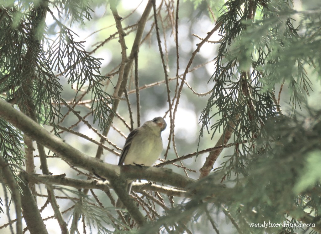 The Sound of #COVID #memoir wendylmacdonald.com