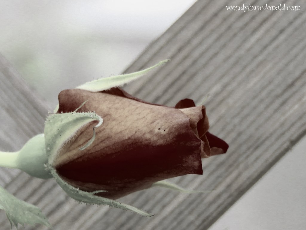 The Sound of #COVID #memoir wendylmacdonald.com