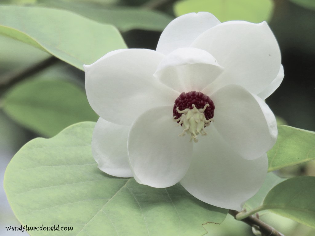 The Sound of #COVID #memoir wendylmacdonald.com