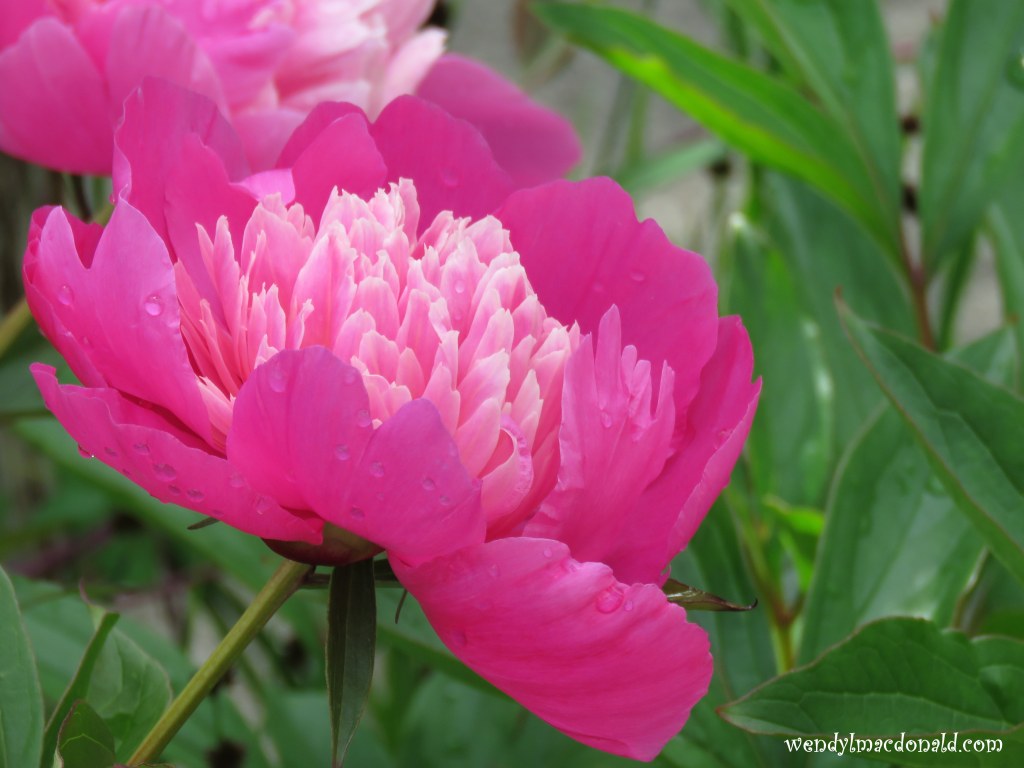 Chasing Butterflies #memoir #amwriting wendylmacdonald.com