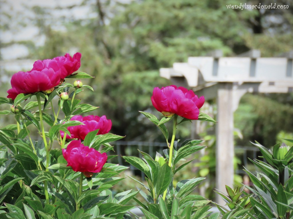 Chasing Butterflies #memoir #amwriting wendylmacdonald.com