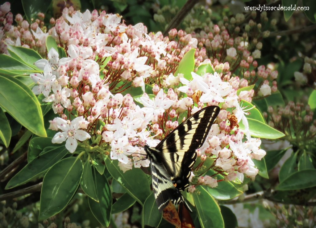 Chasing Butterflies #memoir #amwriting wendylmacdonald.com