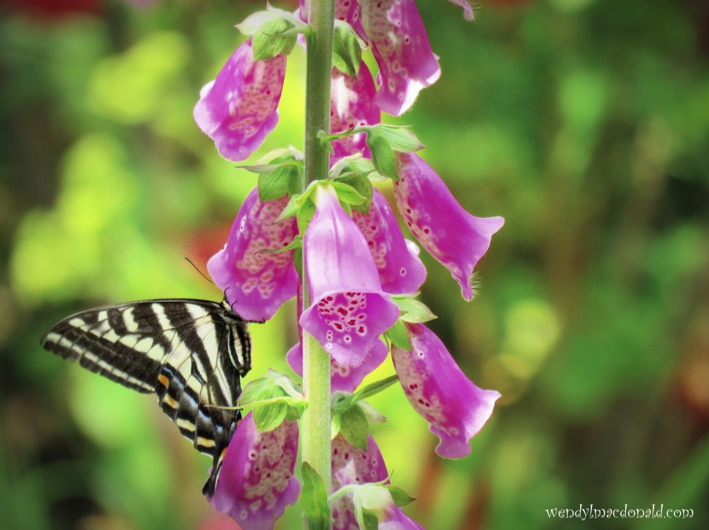 Chasing Butterflies #memoir #amwriting wendylmacdonald.com