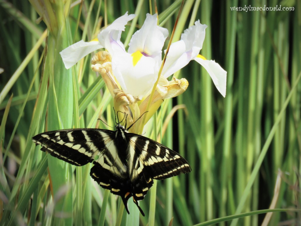 Chasing Butterflies #memoir #amwriting wendylmacdonald.com