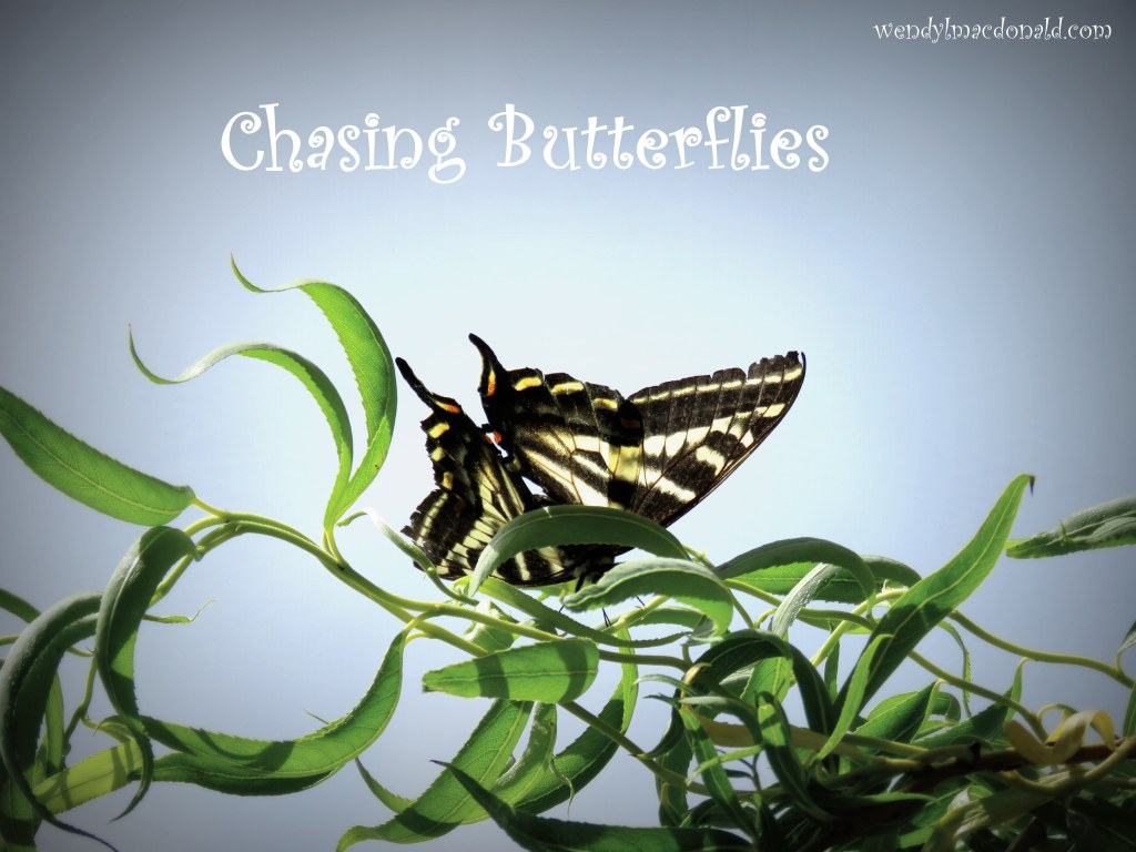 Chasing Butterflies #memoir #amwriting wendylmacdonald.com