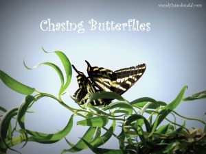 Chasing Butterflies #memoir #amwriting wendylmacdonald.com