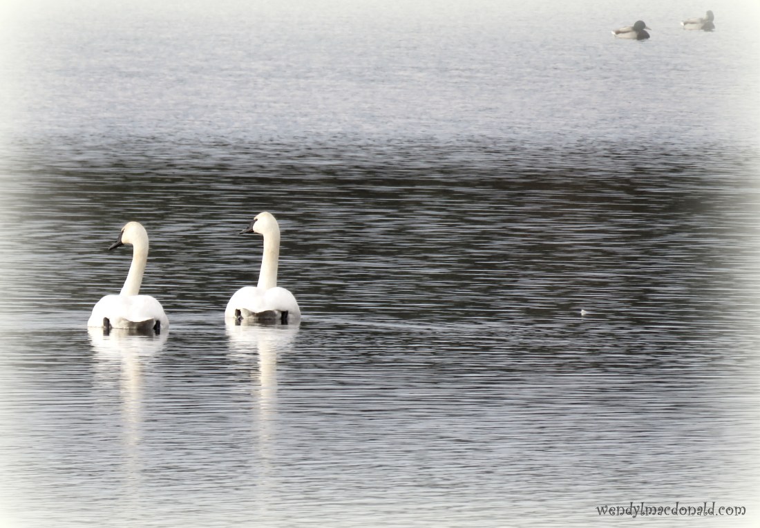 Trusting God When Our Plans Fail wendylmacdonald.com