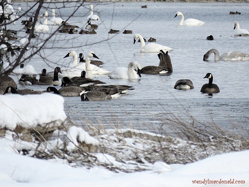 Hearing God Through Nature wendylmacdonald.com