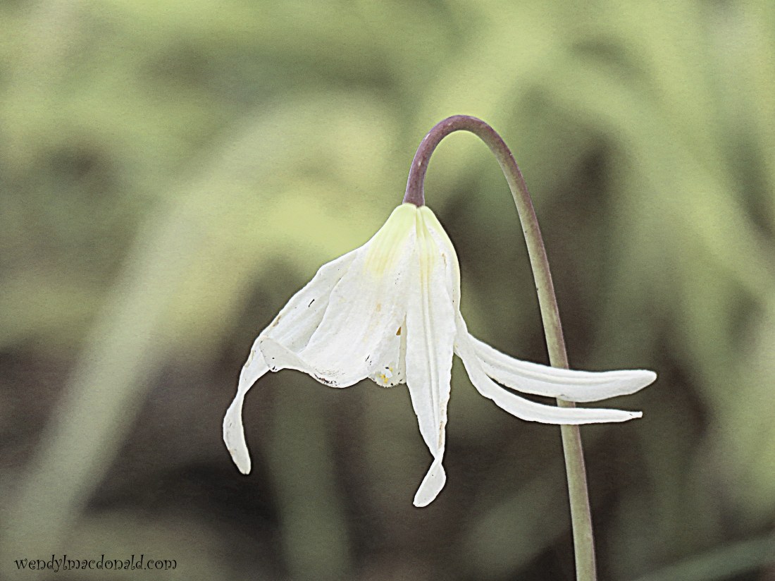 A Case for Having Compassion on our Enemies wendylmacdonald.com