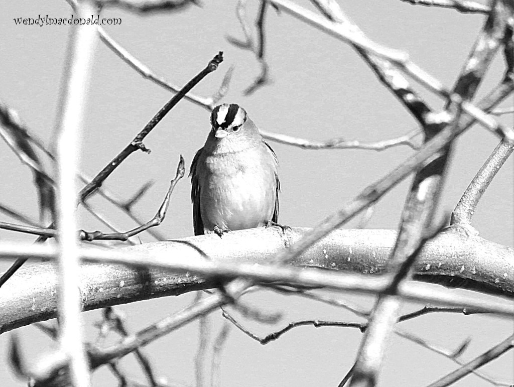 What’s the Greatest Gift We Can Give? - Part 3 wendylmacdonald.com