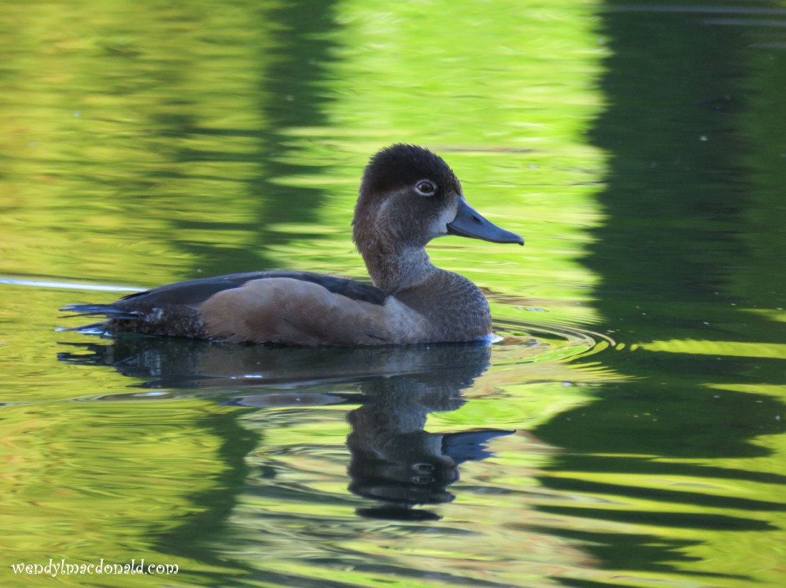 Trusting God When the Wicked Win wendylmacdonald.com Seek your happiness in the Lord, and he will give you your heart’s desire. Psalm 37:4 (GNT)