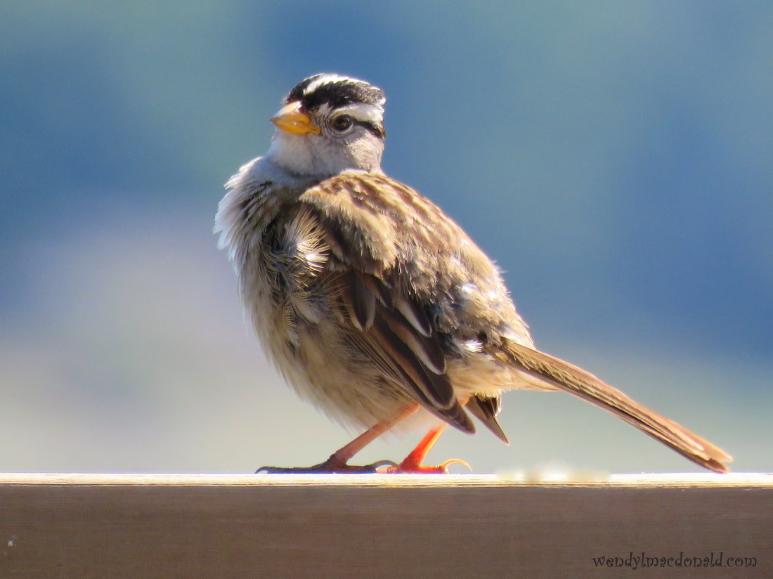 Trusting God When Life is Complicated wendylmacdonald.com #podcast #faith