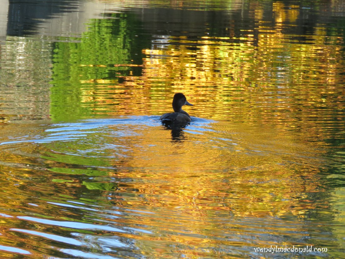 Trusting God When the Wicked Win wendylmacdonald.com Seek your happiness in the Lord, and he will give you your heart’s desire. Psalm 37:4 (GNT)