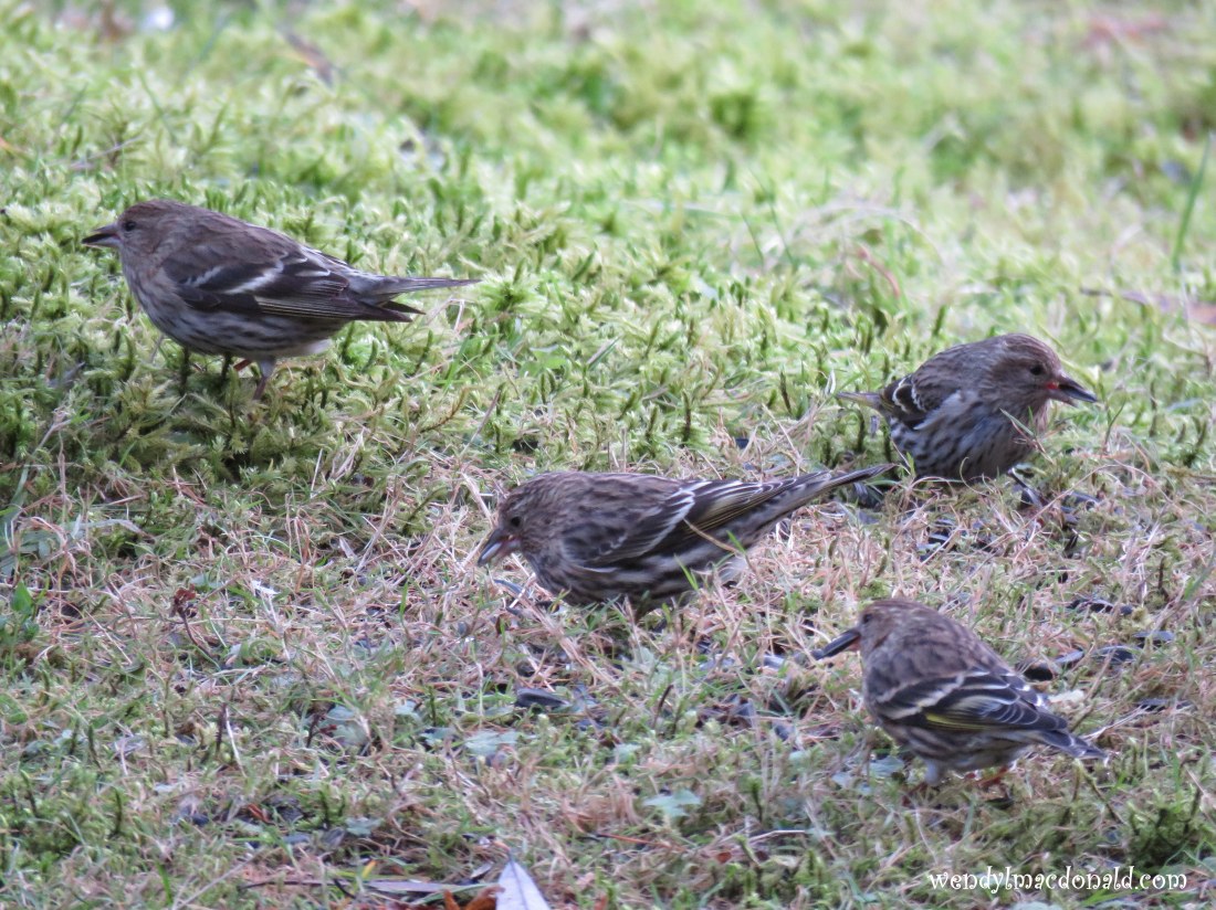 A Silly Conversation & its Serious Consequences wendylmacdonald.com