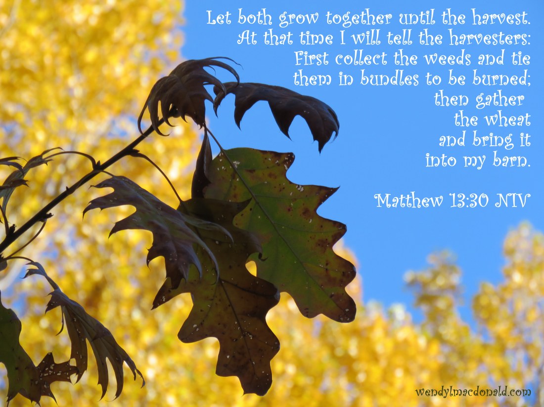 Let both grow together until the harvest. At that time I will tell the harvesters: First collect the weeds and tie them in bundles to be burned; then gather the wheat and bring it into my barn. Matthew 13:30 NIV