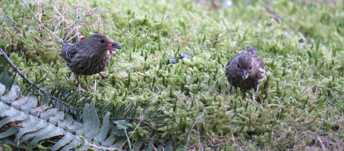 A Silly Conversation & its Serious Consequences wendylmacdonald.com