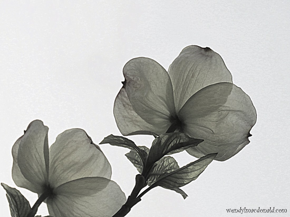 A Case for Having Compassion on our Enemies wendylmacdonald.com