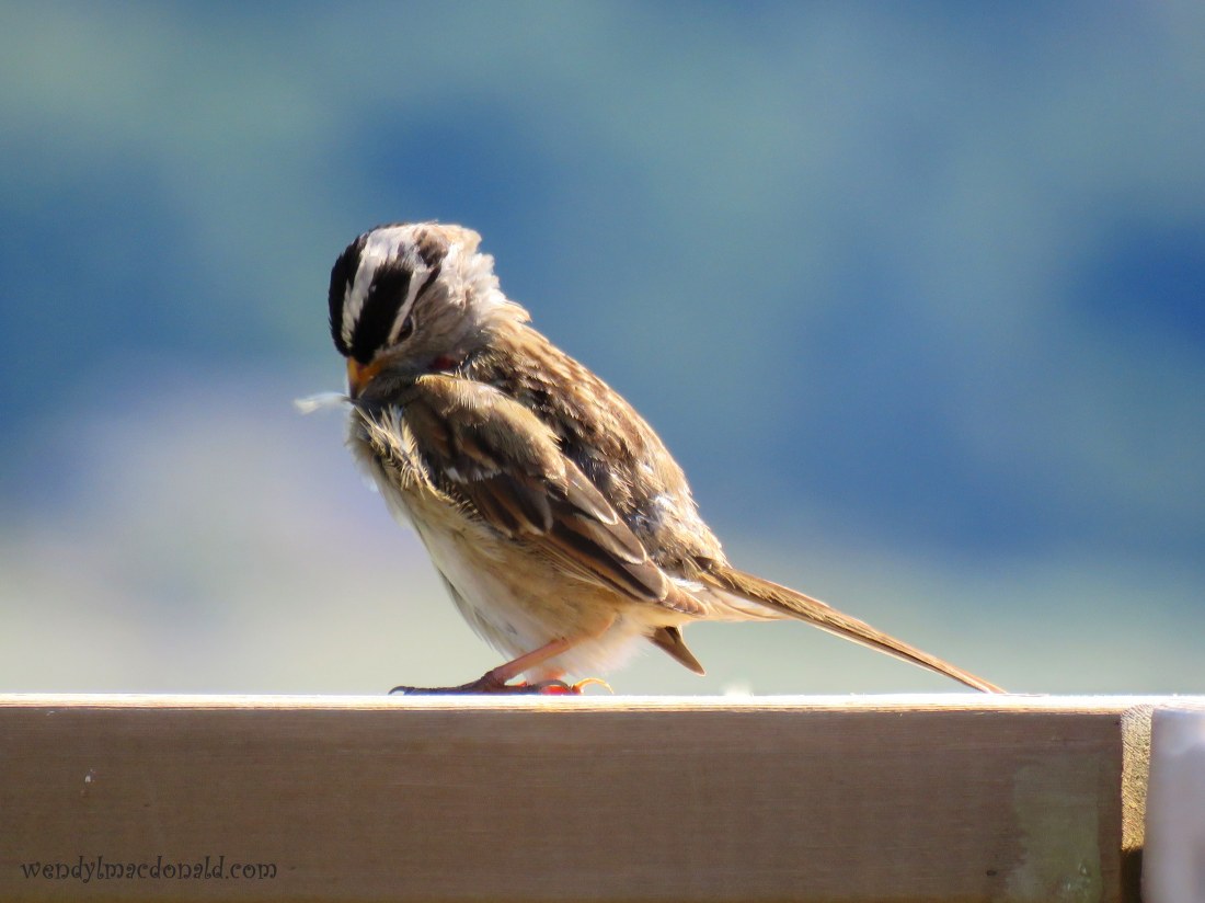 Trusting God When Life is Complicated wendylmacdonald.com #podcast #faith