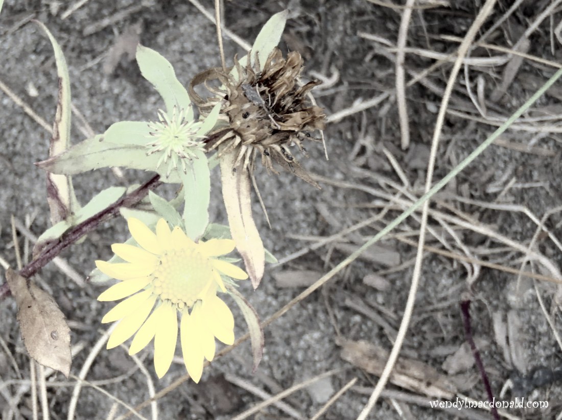 Trusting God when #prayers Seem Unanswered wendylmacdonald.com