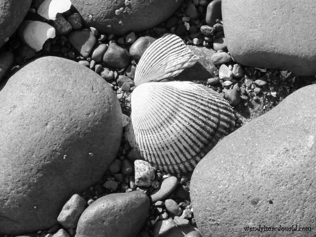 A Case for Compassion Igniting Miracles wendylmacdonald.com