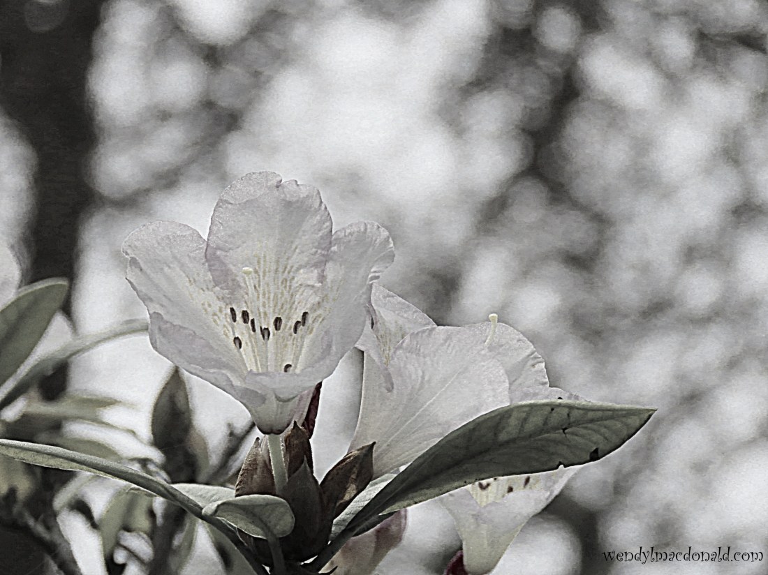 A Case for Having Compassion on our Enemies wendylmacdonald.com