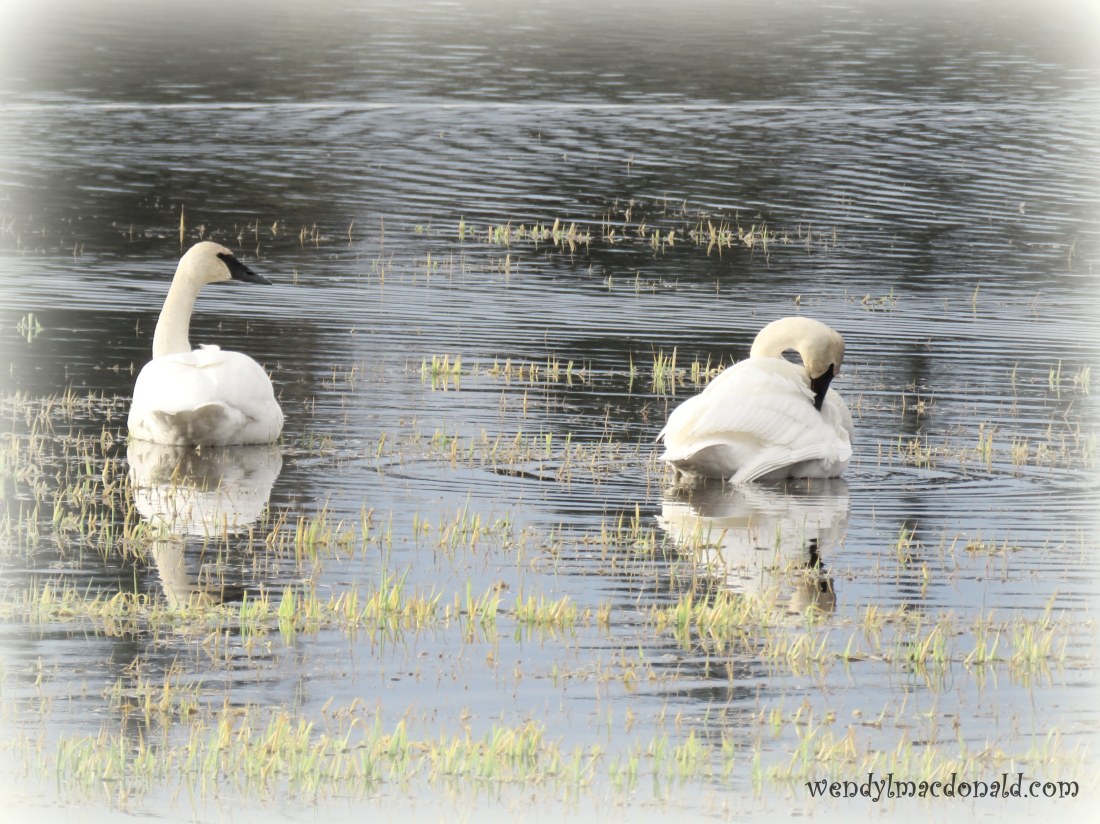 Trusting God When Our Plans Fail wendylmacdonald.com