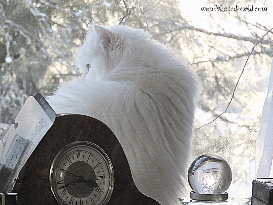 A Case for Compassionate Thoughts wendylmacdonald.com