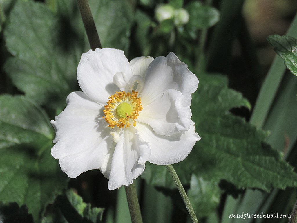 Hearing God Through Prayers wendylmacdonald.com