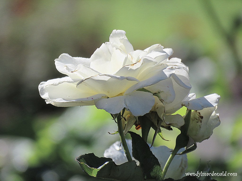 Hearing God Through Prayers wendylmacdonald.com