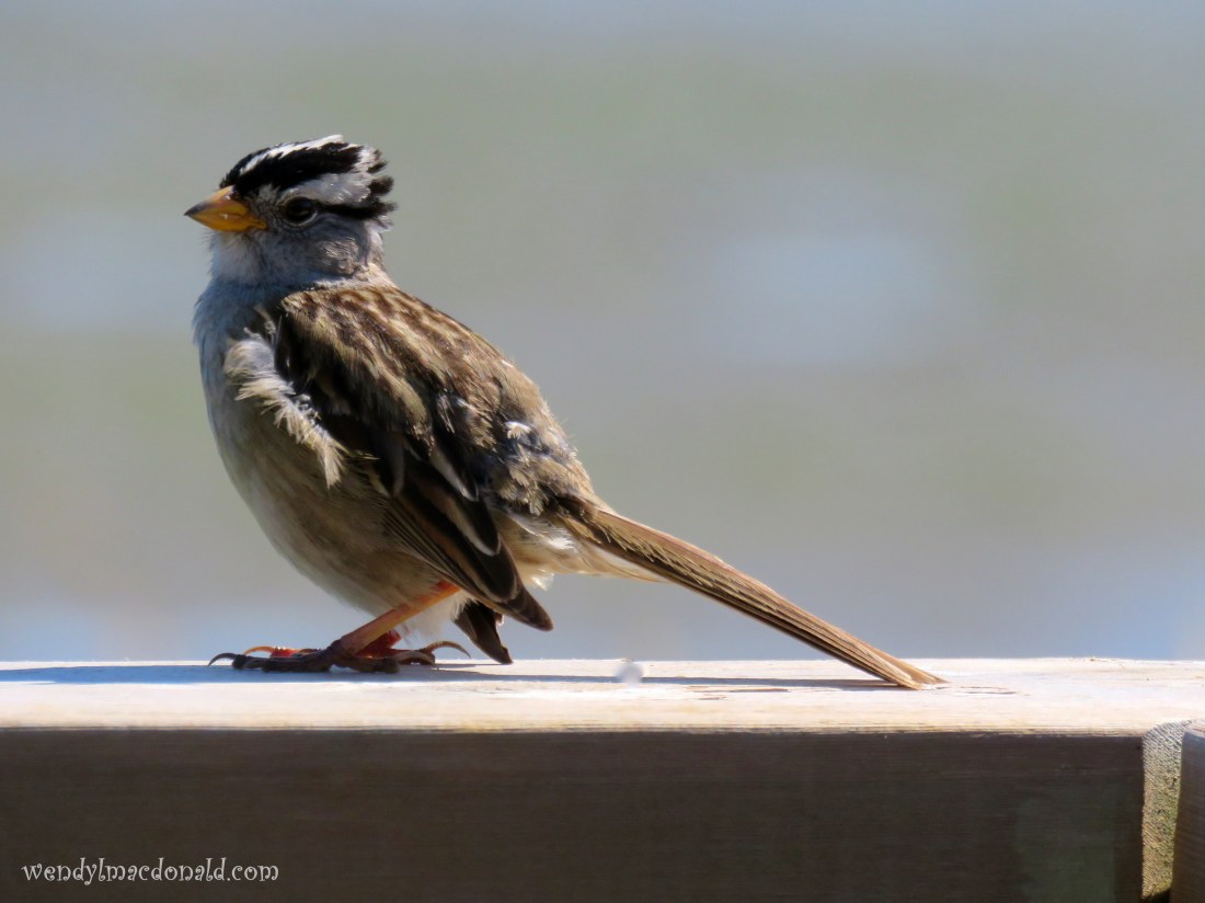 Trusting God When Life is Complicated wendylmacdonald.com #podcast #faith