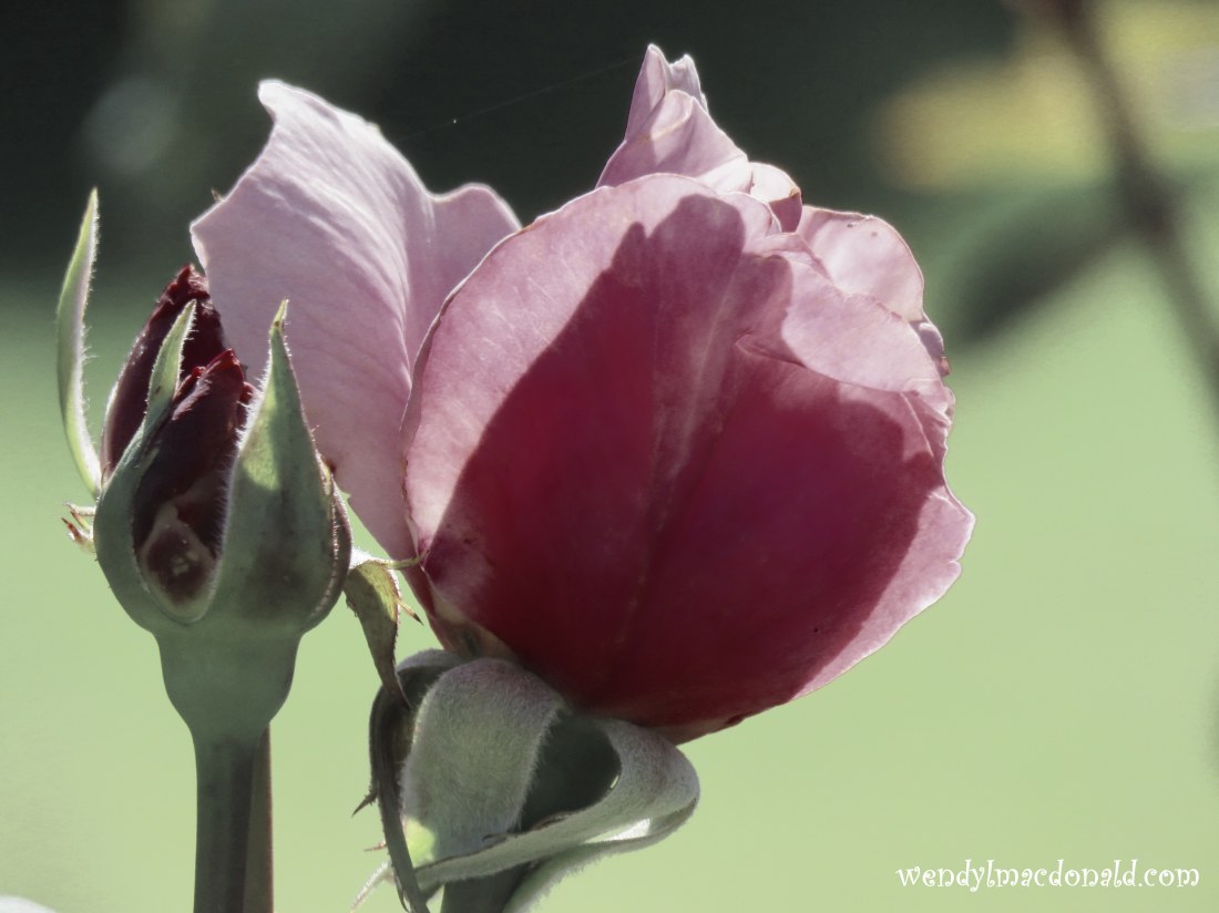 Trusting God When We Witness Suffering wendylmacdonald.com