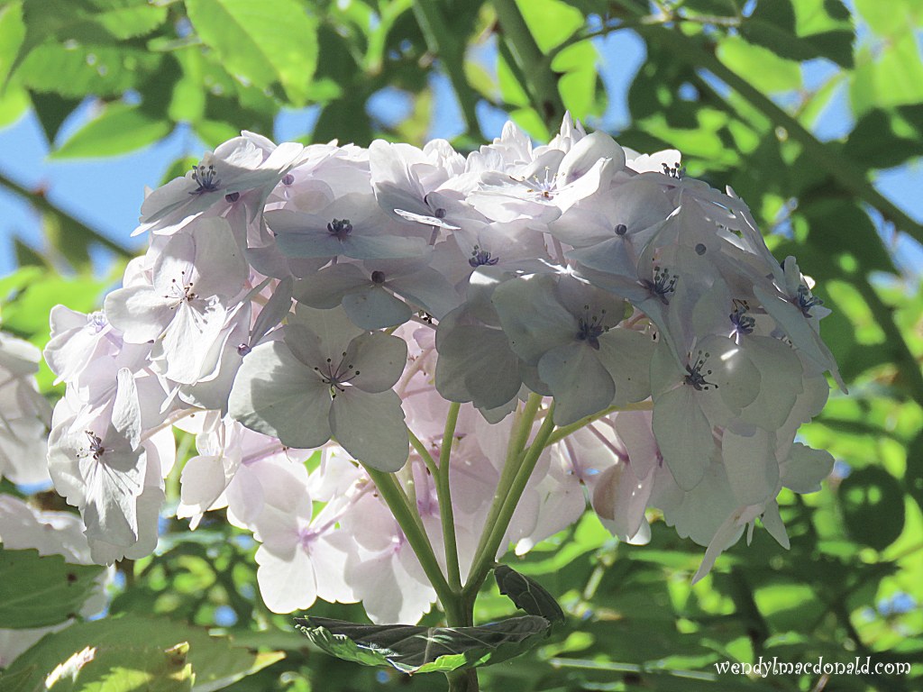 Hearing God Through Prayers wendylmacdonald.com