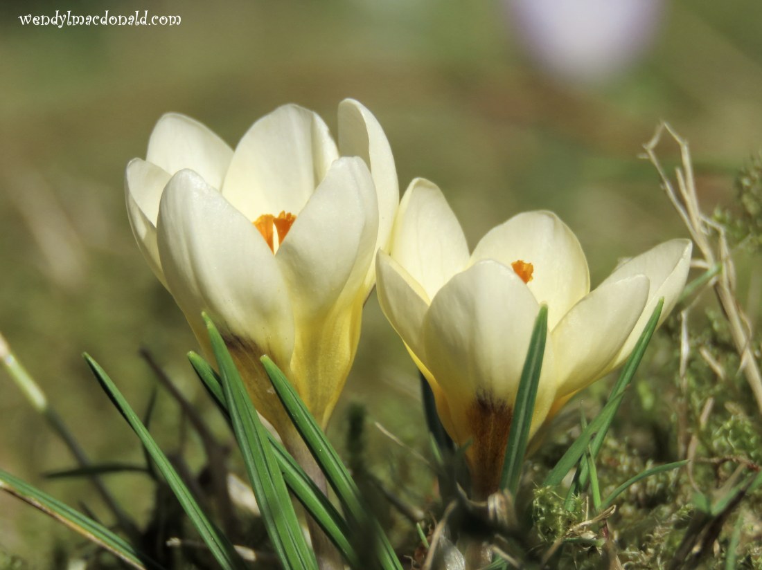 A Case for Compassionate Main Characters wendylmacdonald.com