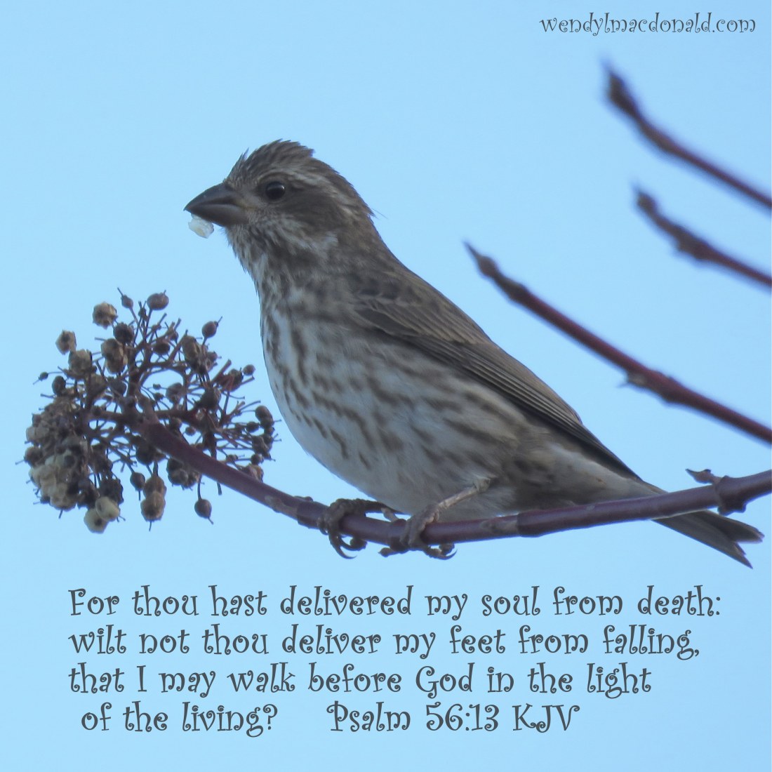 Walking with Hope Instead of Fear wendylmacdonald.comd